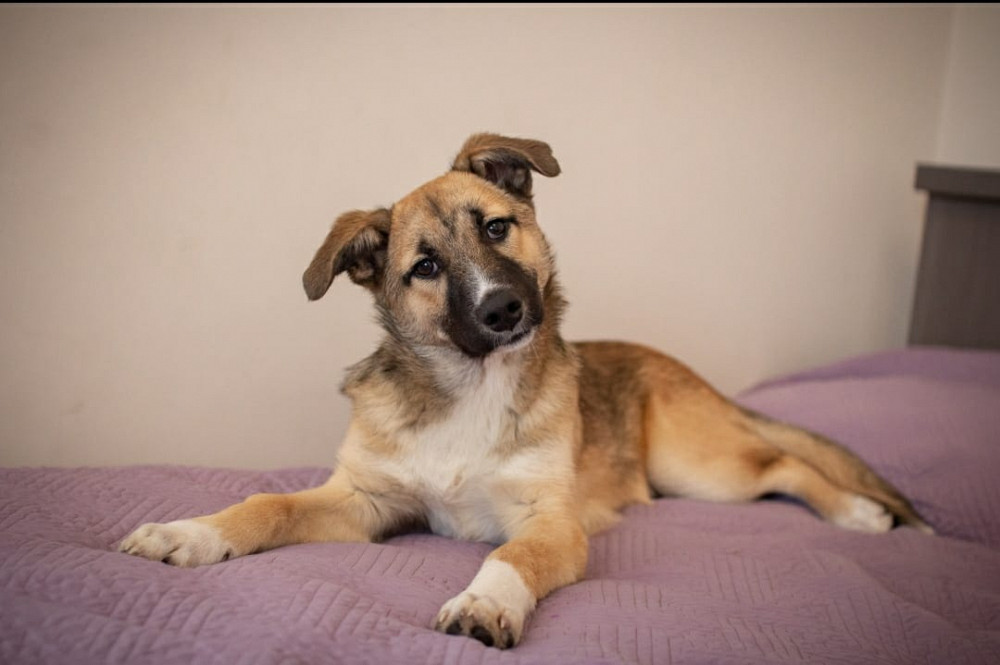 рекс в добрые руки