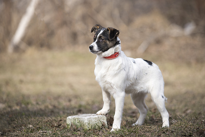 what kind of dog is in good omens