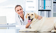 FREE MAGNETS AND PET OWNER BROCHURES - FOR VETERINARIANS ONLY з м. Нью-Йорк