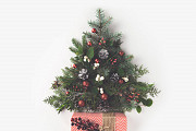 Free Christmas tree from New Delhi