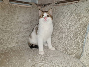 Котенок котята 3.5 месяца белые даром Minsk