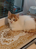 Котенок девочка 3.5 - 4 месяца даром Minsk