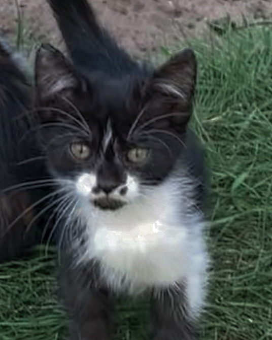 Віддам своїх кошенят задарма в Києві на Otdam.org в Україні