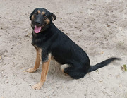 Умный красивый пёс Джек ищет семью и друга! Київ