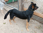 Умный красивый пёс Джек ищет семью и друга! Київ