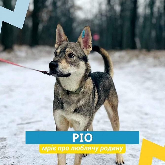 Ріо, класний собакень, метис хаскі Київ - зображення 1