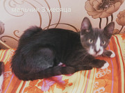 Отдам даром Запоріжжя