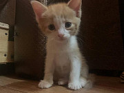 Кошенята шукають сім'ю Біла Церква