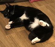 Потерялась кошечка!!! Богуслав