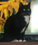 Потерялась кошечка!!! Богуслав