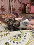 Котята в хорошие руки Almaty
