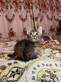 Котята в хорошие руки Almaty
