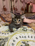 Котята в хорошие руки Almaty
