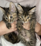 Пушистые котята в хорошие руки Almaty