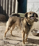 Віддам в добрі руки Київ