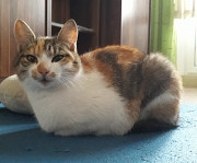 Киця шукає господарів. з м. Рівне