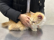 Віддам кицю в добрі руки Київ