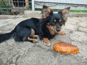 Віддам безкоштовно цуценят Запоріжжя