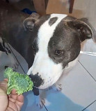 Помогите найти дом для собаки Молли из г.Вильнюс