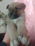 Щенки з м. Донецьк