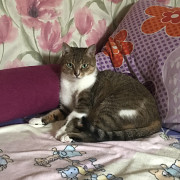 Отдам в хорошие руки Київ