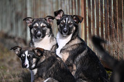 Віддам собачок в добрі руки з м. Тернопіль