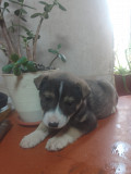 Щенки з м. Донецьк