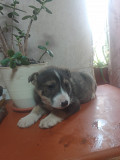 Щенки з м. Донецьк