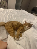 Отдам котика в Хорошие руки. Окрас рыжий с белым , очень тактильный и милый из г.Вильнюс