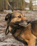 Малыш Джери в добрые руки Київ