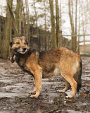 Малыш Джери в добрые руки Київ