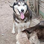 Грей – хаски – у добрі руки! Київ