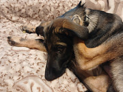 Отдам щенка мальчика з м. Харків