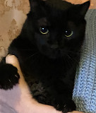 Кошечка ищет добрые руки Київ