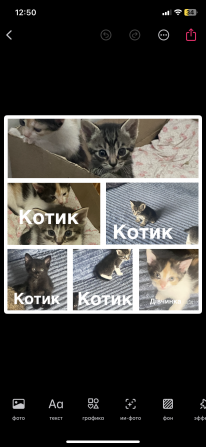 Віддам кошенят Чернівці - зображення 1