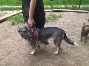 Віддам в добрі руки з м. Рівне