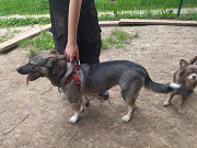 Віддам в добрі руки з м. Рівне