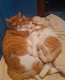 Віддам дорослих котів з м. Київ