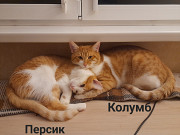 Віддам дорослих котів з м. Київ