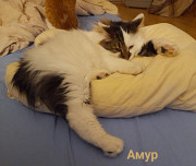 Віддам дорослих котів з м. Київ