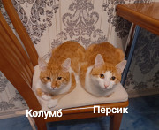 Віддам дорослих котів з м. Київ