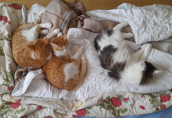 Віддам дорослих котів Київ - зображення 1