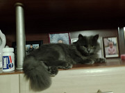 Віддам кота Київ