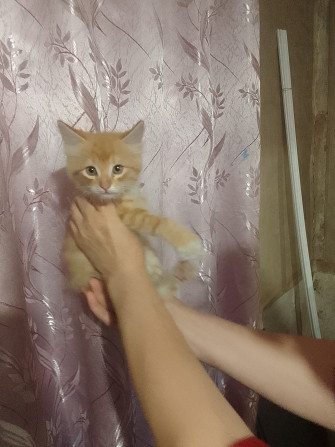 Котенок Донецьк - зображення 1