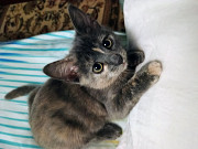 Віддам в добрі руки двох котенят, дівчата,біленькій 4 місяця,а сірій 3. з м. Сквира