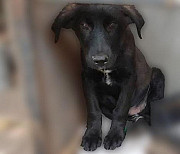 Врятуйте цуценят (3 дівчинки - 3 міс)! В добрі руки Бровари