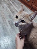 Терміново віддам рудого котика Черкаси