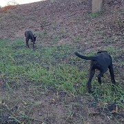 Віддамо цуценят в добрі руки Запоріжжя