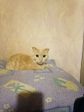 Подарю хорошего доброго котика Дніпро