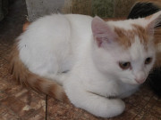 Отдаю котиков Shymkent